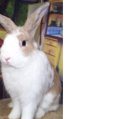 SWEET BINKS RABBIT RESCUE SWEET BINKS RABBIT RESCUE