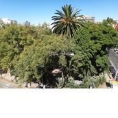 Vivan Los Arboles Vivan Los Arboles