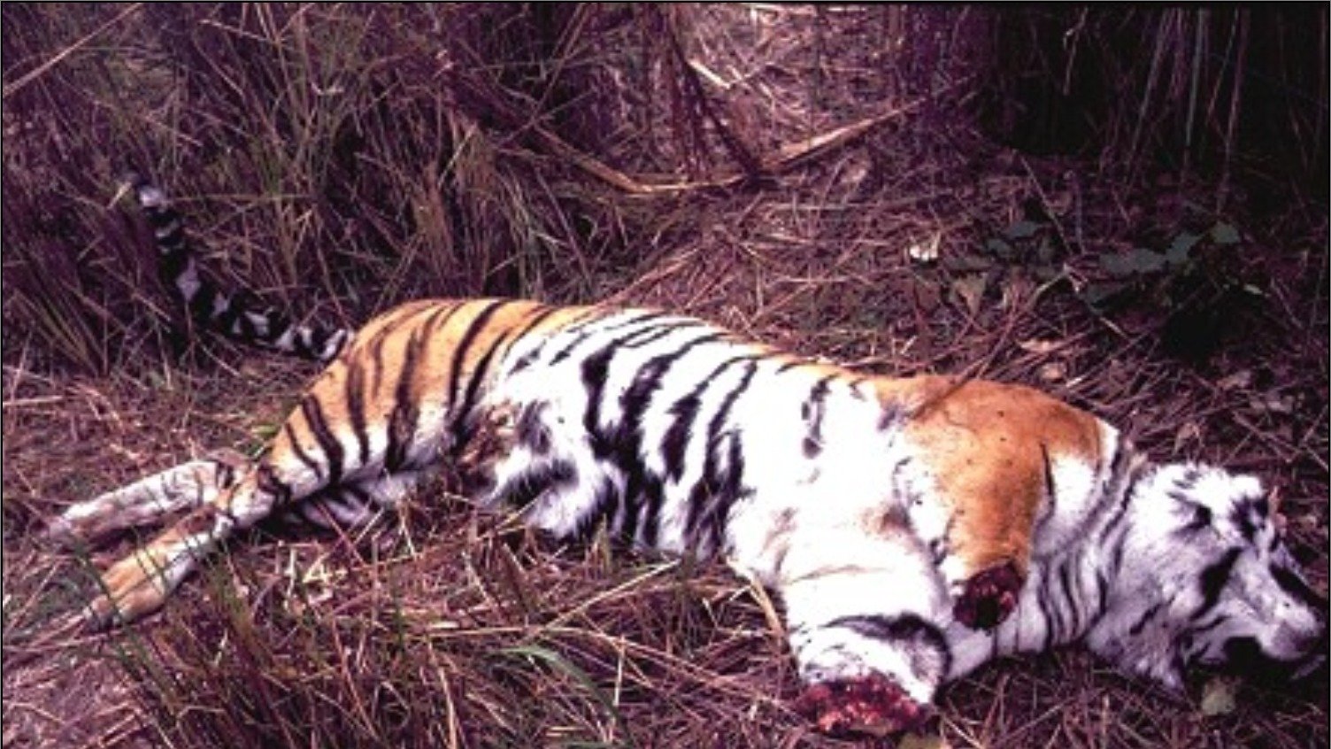should hunting of animals be banned Hunting with dogs amounts to cruelty to animals, so yes it should be banned people can only do what they like so long as their actions don't cause harm to others or animals elaine. should hunting of animals be banned Hunting with dogs amounts to cruelty to animals, so yes it should be banned people can only do what they like so long as their actions don't cause harm to others or animals elaine.