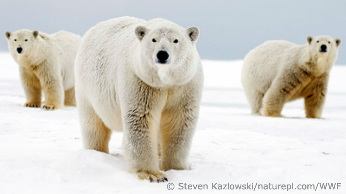Petition · Speak Up to Save Polar Bears ·
