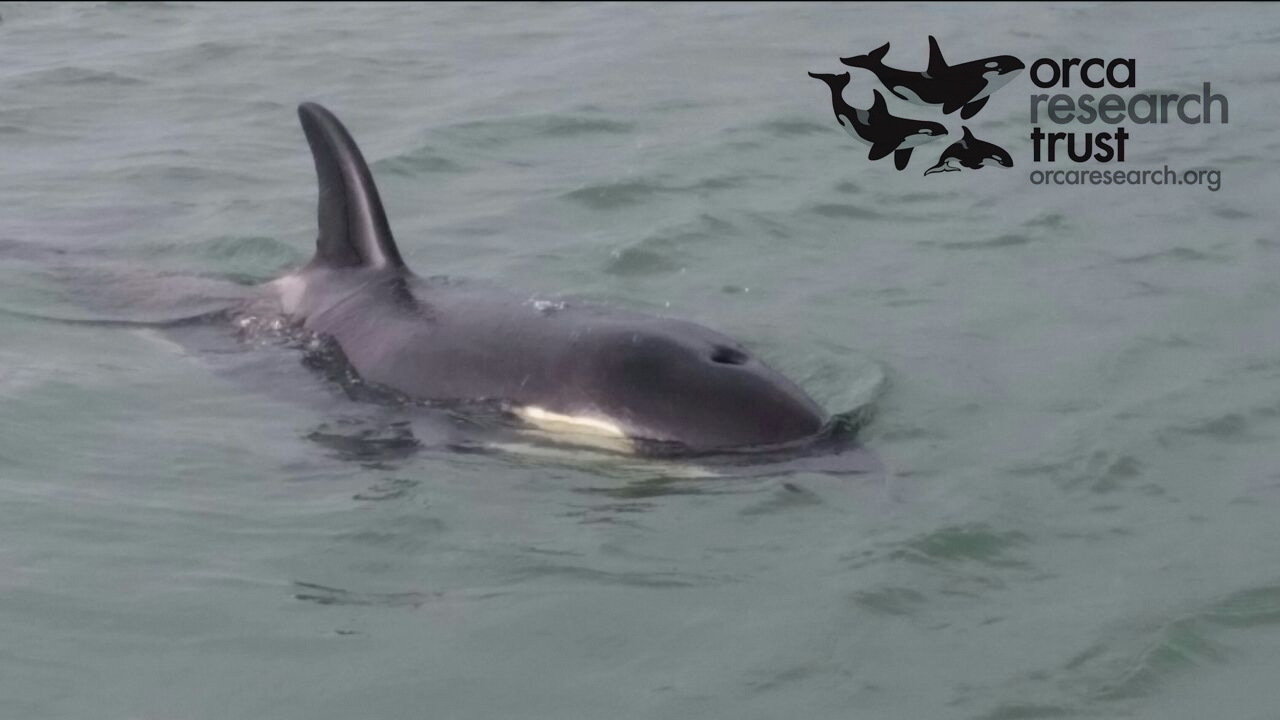 New Zealand Government: Allow Dr Ingrid Visser of the Orca Research Trust to assist lone baby orca in New Zealand