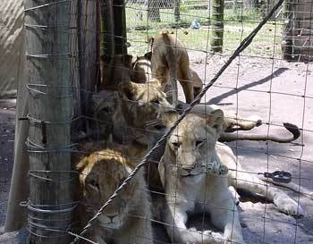 Ban Canned Hunting, also referred to as Fenced-In Shooting Preserves Ban Canned Hunting, also referred to as Fenced-In Shooting Preserves