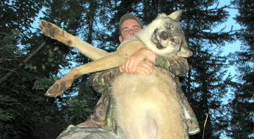 STOP THE SLAUGHTER OF THE GRAY WOLF STOP THE SLAUGHTER OF THE GRAY WOLF