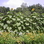 Andrew Heugel Andrew Heugel