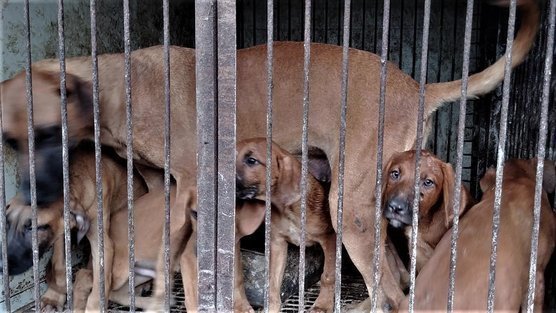 Busan, South Korea! Close down all illegal dog slaughterhouses & restaurants in Gupo market now! Busan, South Korea! Close down all illegal dog slaughterhouses & restaurants in Gupo market now!