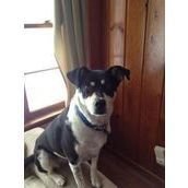 petition to ban wisconsin dog owners from keeping dogs outside in winter time petition to ban wisconsin dog owners from keeping dogs outside in winter time