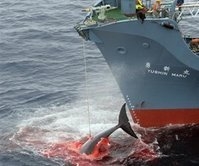Stop the Killing of Whales Stop the Killing of Whales
