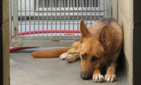 Tell Obama: Ban on Torture Should Include Animals! Tell Obama: Ban on Torture Should Include Animals!