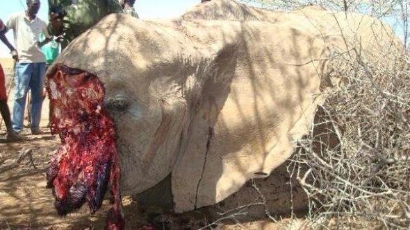 Petition · Yahoo STOP promoting the MURDER of ELEPHANTS