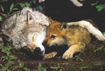 Eliminate Aerial Shooting of Wildlife Eliminate Aerial Shooting of Wildlife