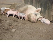 Friends of Longstreet Farm Animals Friends of Longstreet Farm Animals