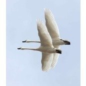 Friends of the Tundra Swans Friends of the Tundra Swans
