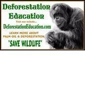 Deforestation Education Deforestation Education
