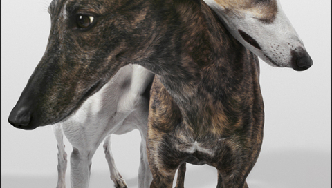 Ban Greyhound Racing in the US Ban Greyhound Racing in the US