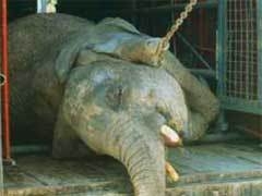 Thank Michigan State University for Banning Circuses on Campus Thank Michigan State University for Banning Circuses on Campus