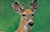 Nature Conservancy Killing Deer Again & Again Nature Conservancy Killing Deer Again & Again