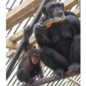 Primarily Primates Primarily Primates