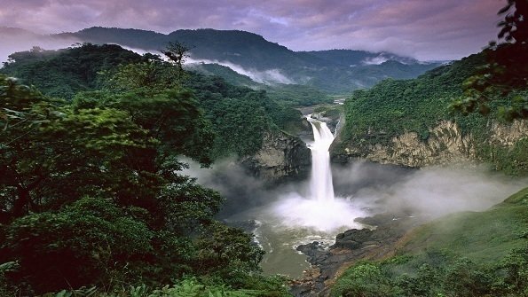 Petition · Stop deforestation of the Amazon Rainforest