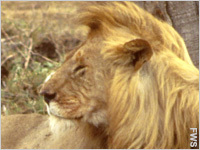 Help Save Kenya’s Lions from a Deadly U.S. Neurotoxin Help Save Kenya’s Lions from a Deadly U.S. Neurotoxin