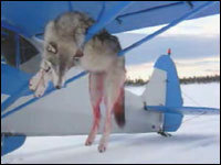Help Stop the Alaska Wolf Massacre Help Stop the Alaska Wolf Massacre