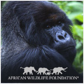 African Wildlife Foundation African Wildlife Foundation