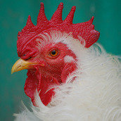 UNITED POULTRY CONCERNS UNITED POULTRY CONCERNS