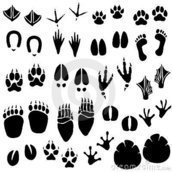 comite trato etico animales leon comite trato etico animales leon