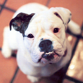 Friends of Animals Friends of Animals