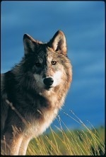 Stop the Montana & Idaho Wolf Killings Stop the Montana & Idaho Wolf Killings
