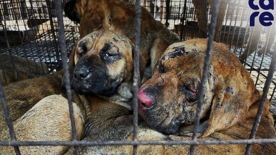 South Korea: Stop the brutal torture of dogs and dog meat consumption South Korea: Stop the brutal torture of dogs and dog meat consumption