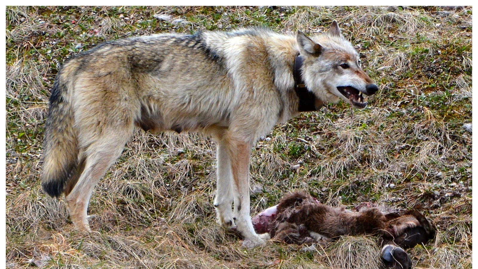 Petition · Oregon state wildlife commission, Oregon Department of Fish
