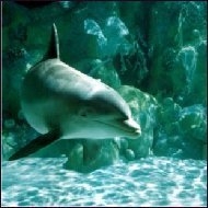 Tell your representative to co-sponsor a national Healthy Oceans Act Tell your representative to co-sponsor a national Healthy Oceans Act