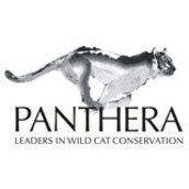 Panthera Panthera