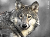 Bring Back the “Twilight” Wolves Bring Back the “Twilight” Wolves