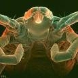Lyme Disease Epidemic Lyme Disease Epidemic