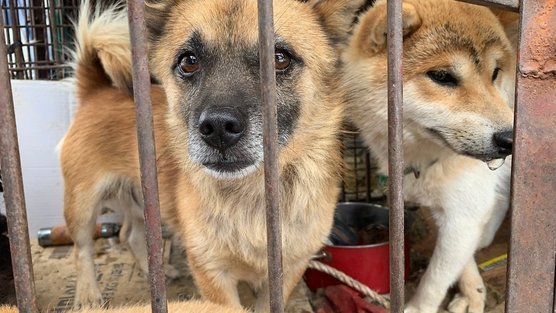 Daegu, South Korea! Close Down Chilseong Market's Despicable and Illegal Dog Slaughterhouses-Enforce The Animal Protection Law! Daegu, South Korea! Close Down Chilseong Market's Despicable and Illegal Dog Slaughterhouses-Enforce The Animal Protection Law!