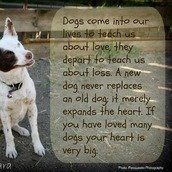 Your Pet Butler LLC Your Pet Butler LLC