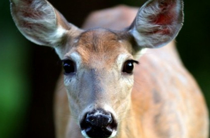 Shot for a Tulip? Say NO to Cayuga Heights NY's deer-killing plan Shot for a Tulip? Say NO to Cayuga Heights NY's deer-killing plan
