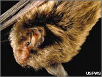 Protect North America's Bats Protect North America's Bats