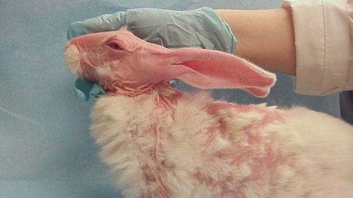 Alternatives to animal testing image