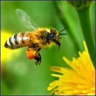 Urge the Department of Agriculture to act now to save bees Urge the Department of Agriculture to act now to save bees