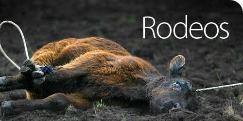 Outlaw Cruel Animal Abuse in Rodeos Outlaw Cruel Animal Abuse in Rodeos