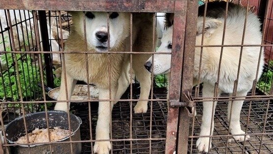 Dr. Euishin Edmund Kim: Stop promoting dog meat as cancer treatment aid and prevention! Dr. Euishin Edmund Kim: Stop promoting dog meat as cancer treatment aid and prevention!