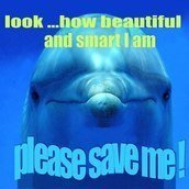 I Love Dolphins I Love Dolphins