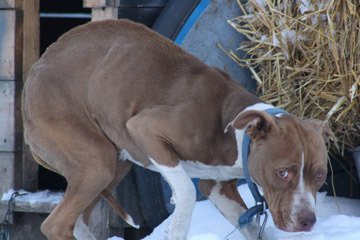 Animals sexually attracted to humans videos foto 76