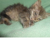 Feral Alley Cats & Friends SPCA Feral Alley Cats & Friends SPCA