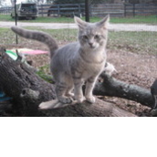 Haven Acres Cat Sanctuary Haven Acres Cat Sanctuary