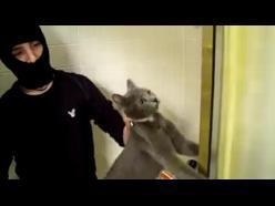 Stop Animal Cruelty on YouTube Stop Animal Cruelty on YouTube