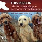 Stop the Sale of Pets in Pet Stores Stop the Sale of Pets in Pet Stores