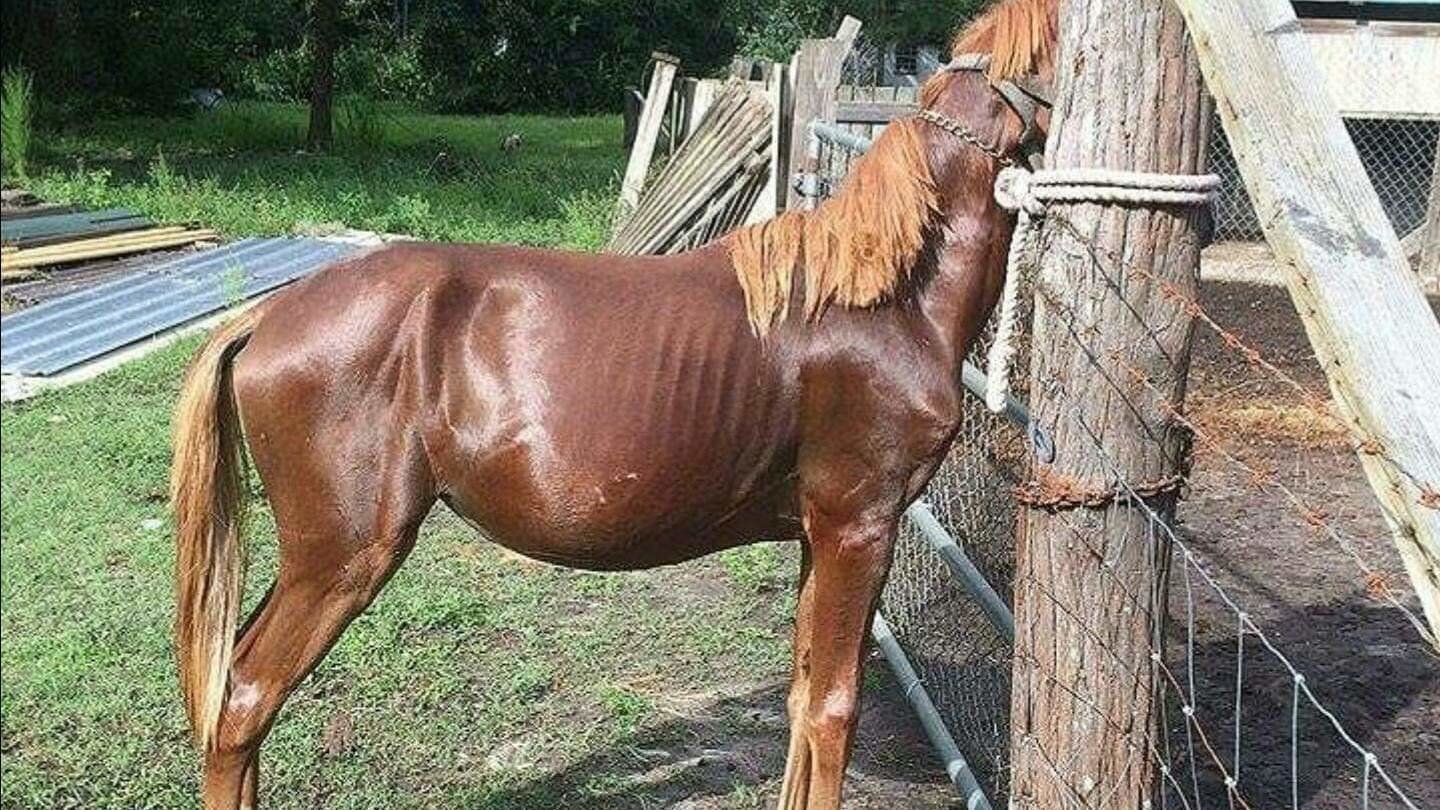 Petition · Stop Penny Wallace and her family's backyard breeding and